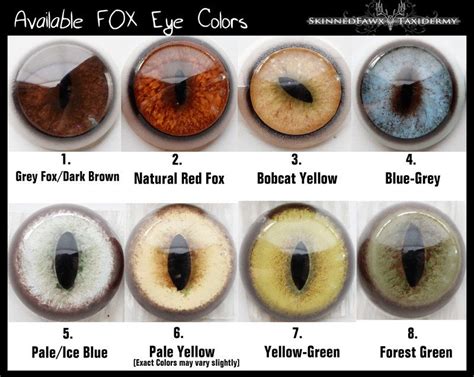 Available Eyes For Fox Mounts Fox Eyes Taxidermy Eyes Animal