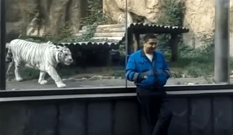 Youtube Viral Turista Ingresa A Jaula De Tigre Blanco Para Tomarse