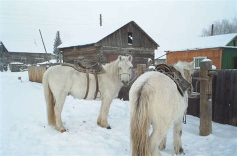 Life Of Countrysides Girl From Yakutia Countryside Part 3 Horses