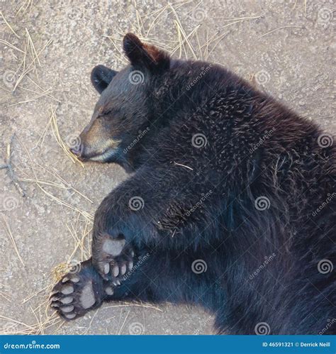 A Portrait of a Sleeping Black Bear Cub Stock Image - Image of sleeping ...