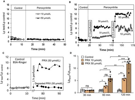 Peroxynitrite Onoo Induced Dose And Timedependent Increases In