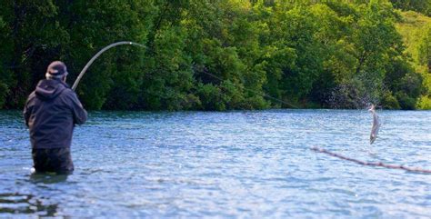 The Best Alaska Sockeye Salmon Fishing Rainbow King Lodge