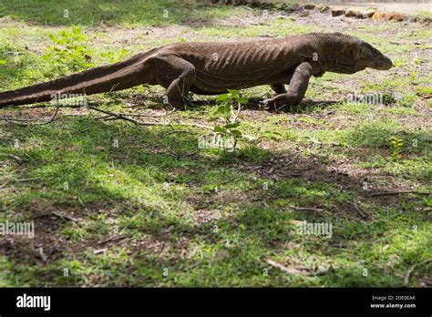 Komodo Dragon The Largest Lizard In The World Walks On The Ground It