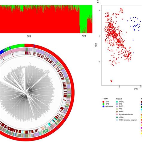 A Distribution Of Genome Wide Snps Across B And C Subgenomes In Mb