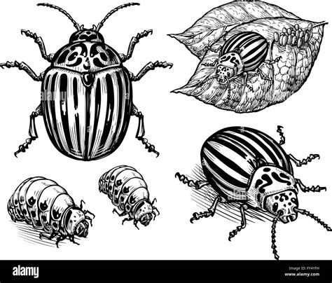 Hand Drawn Vector Illustration Colorado Potato Beetle Isolated On White