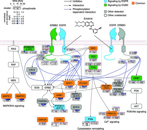 Representative Tyr Phosphorylation Sites Affected By Erlotinib In The