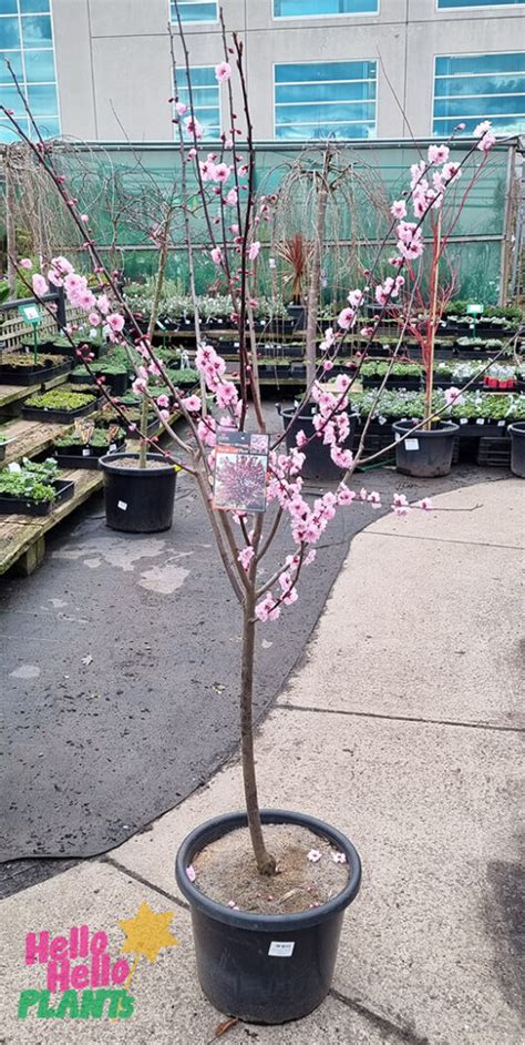 Prunus X Blireana Pink Plum Blossom Pot Hello Hello Plants