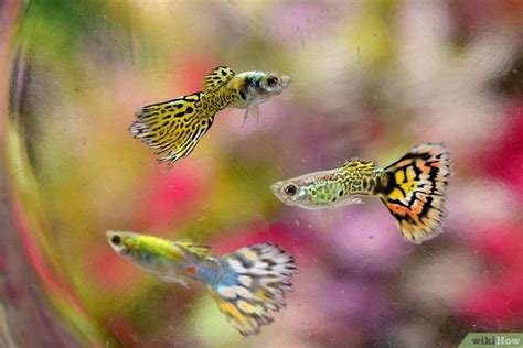 How to Keep and Breed Fancy Guppies (with Pictures) | Tropical fish ...