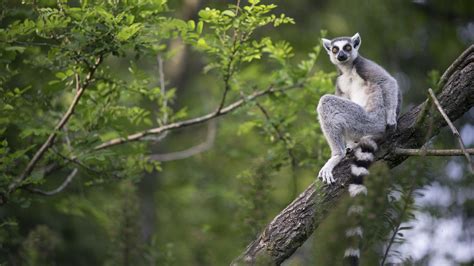 Madagascars Biodiversity Could Take Over 20 Million Years To Heal