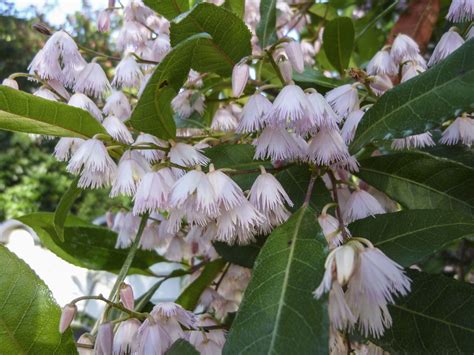 Elaeocarpus Reticulatus Australian Plants Society