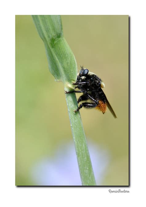 Moscardón Cazador de Abejas Mallophora ruficauda EcoRegistros