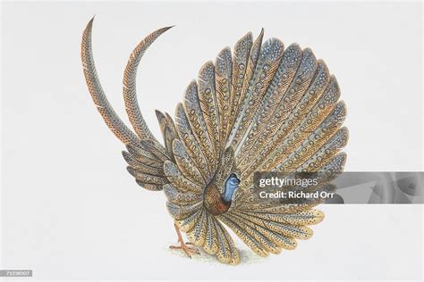 Argusianus Argus Great Argus Pheasant Fanning Its Wing Feathers High