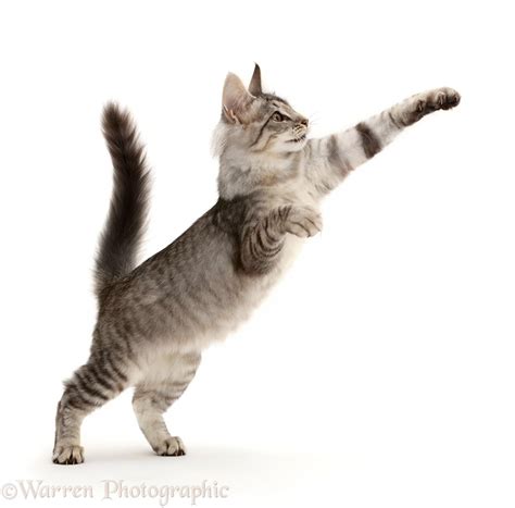 Mackerel Silver Tabby Cat Playfully Jumping Up Photo Wp45042