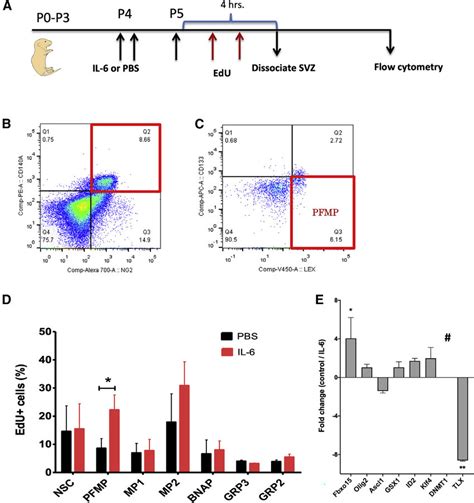 Il 6 Signals To Svz Cells And Alters The Proliferation Of Download