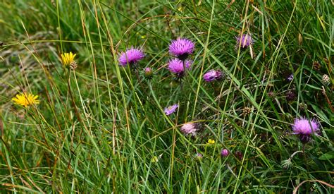 Kratzdistel Verschiedenbl Ttrige Cirsium Helenioides Flickr