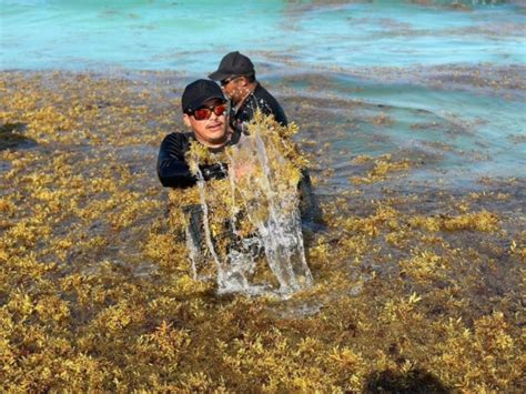 Intensifican recolección de sargazo en playas de Cancún La Verdad