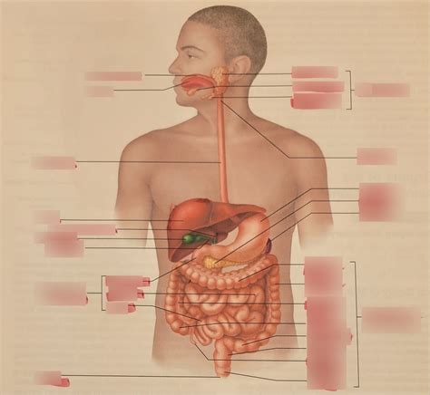 Lab 232 The Human Digestive System Overview Diagram Quizlet