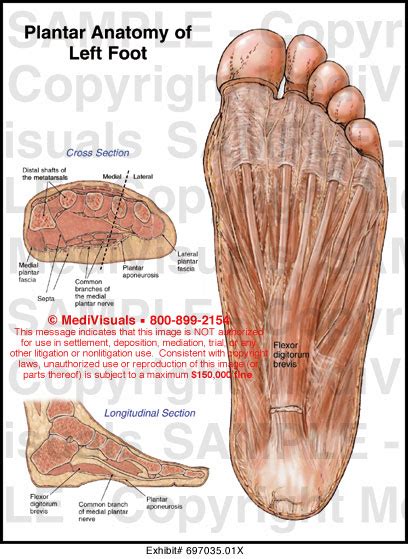 Plantar Foot Anatomy Skin