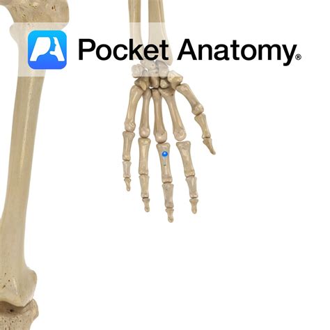 proximal phalanx  hand  pocket anatomy
