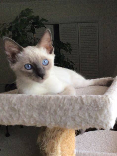 Spotlight - #siamese #Kittens For Sale #Washington Pm me if you are