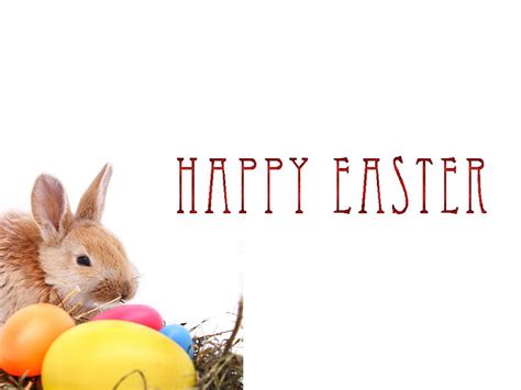 Easter Bubby Bunny Egg Holiday Easter Hd Wallpaper Pxfuel