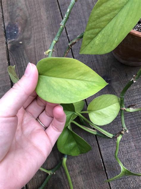 Pothos Leaves Turning Yellow Causes And Solutions