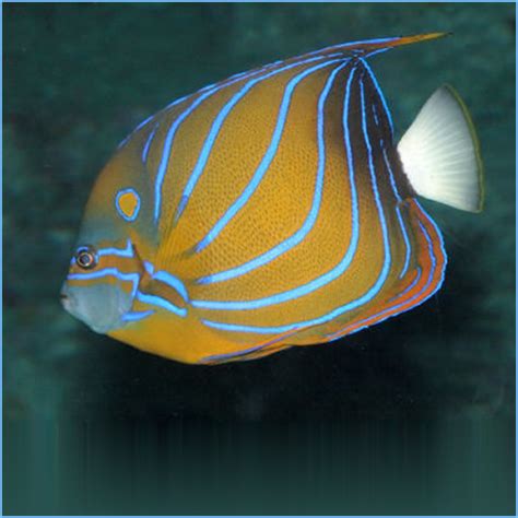 Angelfish Pete S Aquariums Fish