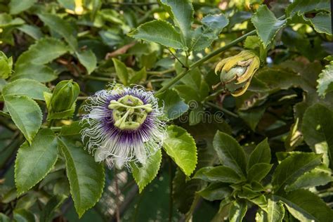 Beautiful Passion Fruit Or Passiflora Passiflora Is A Genus Of 550