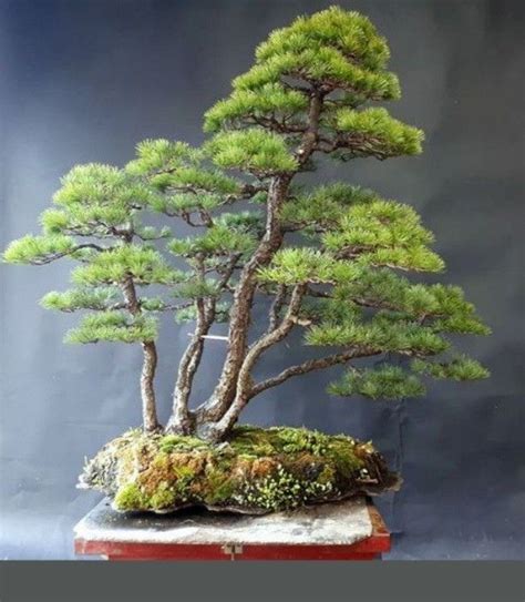 Pin auf Bonsai ideas | Garten, Bonsai