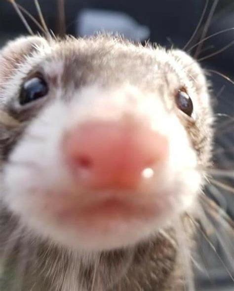 Adorable Ferret With Tongue Sticking Out