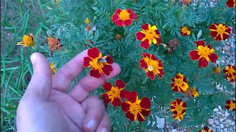 How To Collect Marigold Seeds Youtube