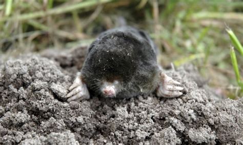 Comment se débarrasser des taupes dans le jardin taupier sur la France