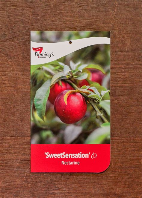 Nectarine - SweetSensation - Guildford Garden Centre