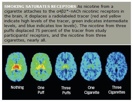 Effect on Brain - The Effects of Drugs