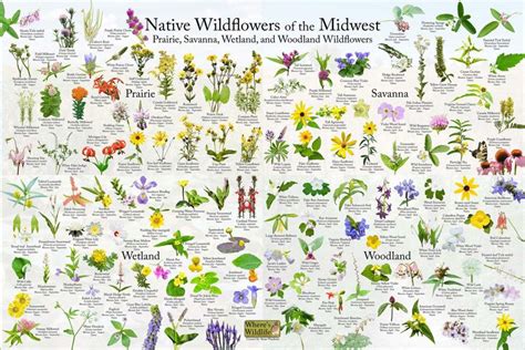 This Poster Provides Picture Identification For 125 Common Native