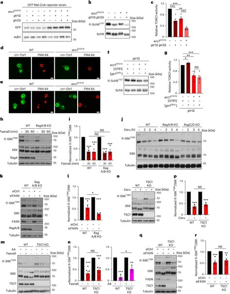 Perturbations To Acc1 And FASN Fas1 Downregulate MTORC1 Independently