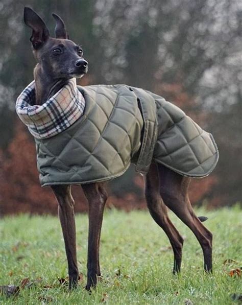 Italian Greyhound Quilted Waterproof Winter Coatscirneco Delletna