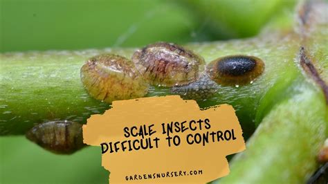 Scale Insects Difficult To Control Gardens Nursery