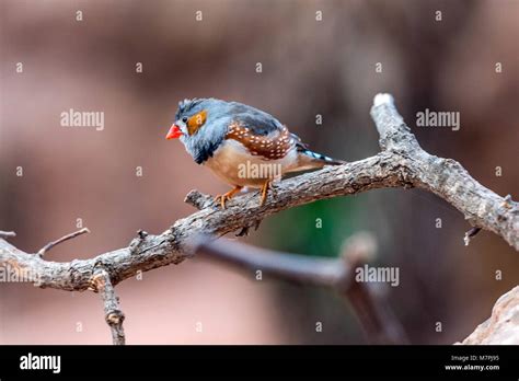 Australian Gems Zebra Finch Taeniopygia Guttata Portrait Collection