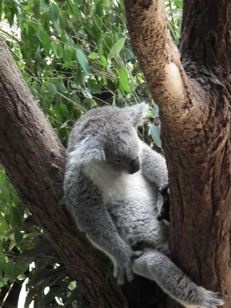 australia holiday pics feb   philip gilliam flickr