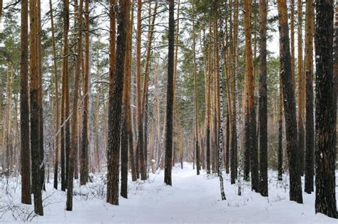 Os Troncos Finos De Pinheiros Altos Na Floresta De Inverno Foto Premium