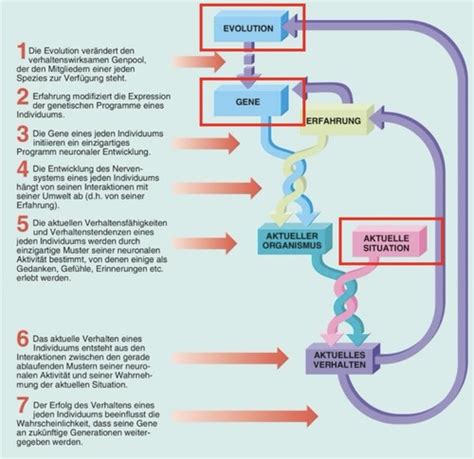 Biologische Psychologie VL 5 Karteikarten Quizlet