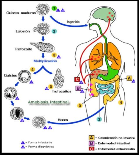 Ciclo Biológico De Amebiasis Fuente 5 Download Scientific Diagram