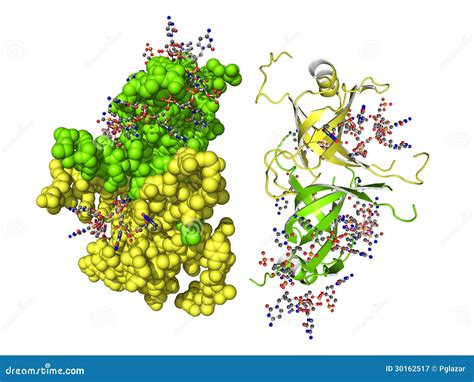 SSB protein stock illustration. Illustration of pharmacology - 30162517