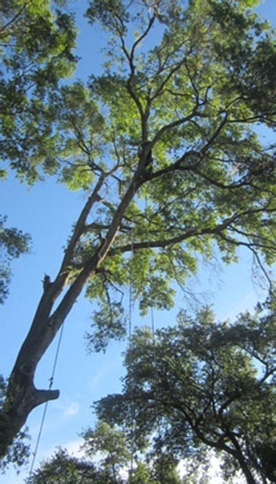 Tampa Tree Services
