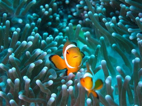 HD wallpaper: animals, fish, clownfish, sea anemones | Wallpaper Flare