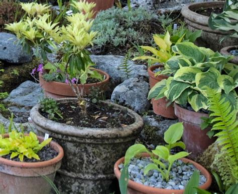 10 Garden Ideas To Steal From Ireland Gardenista