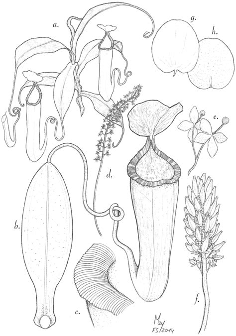 Plants Free Full Text Four New Species Of Nepenthes L