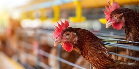 Control Indoor Environment To Abate Heat Stress And Diseases In Poultry