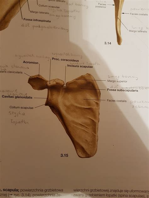 łopatka topografia 2 Diagram Quizlet